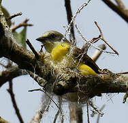 Grey-capped Flycatcher