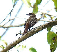 Streaked Flycatcher