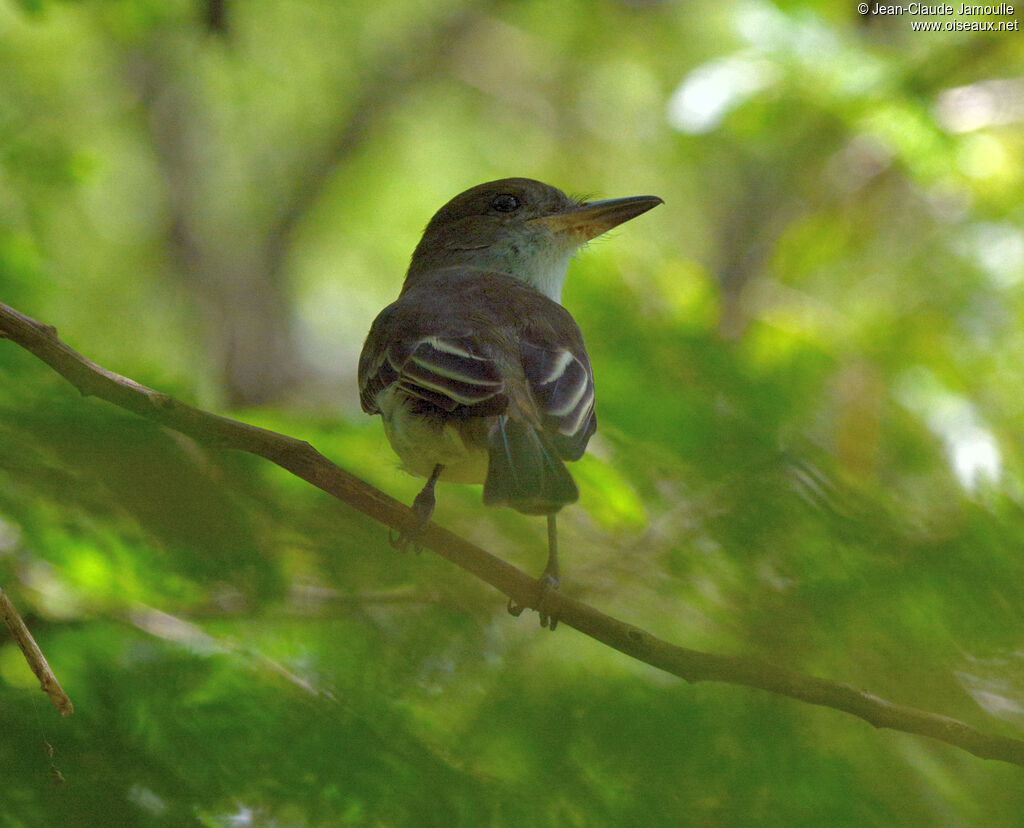 Grenada Flycatcheradult, identification, aspect, Flight, fishing/hunting