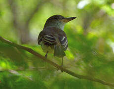 Grenada Flycatcher