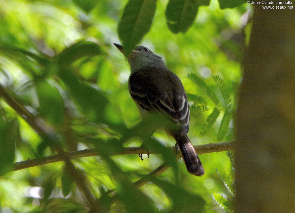 Grenada Flycatcheradult, habitat, aspect, Flight, fishing/hunting