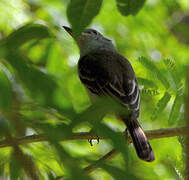 Grenada Flycatcher