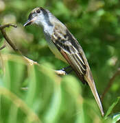 Grenada Flycatcher