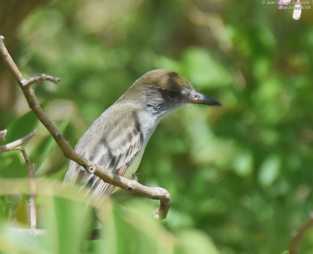 Grenada Flycatcher