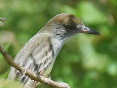 Grenada Flycatcher