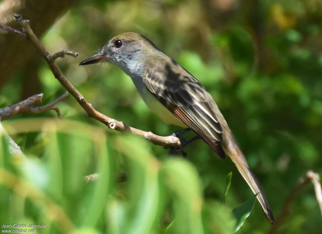 Grenada Flycatcheradult, identification