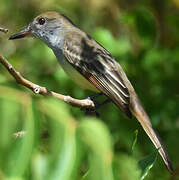 Grenada Flycatcher