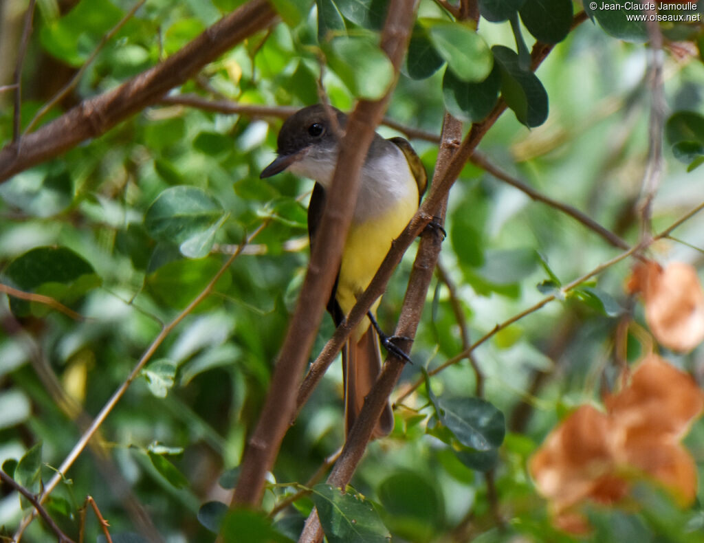 Grenada Flycatcher