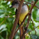 Tyran bavard
