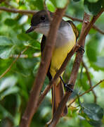 Grenada Flycatcher