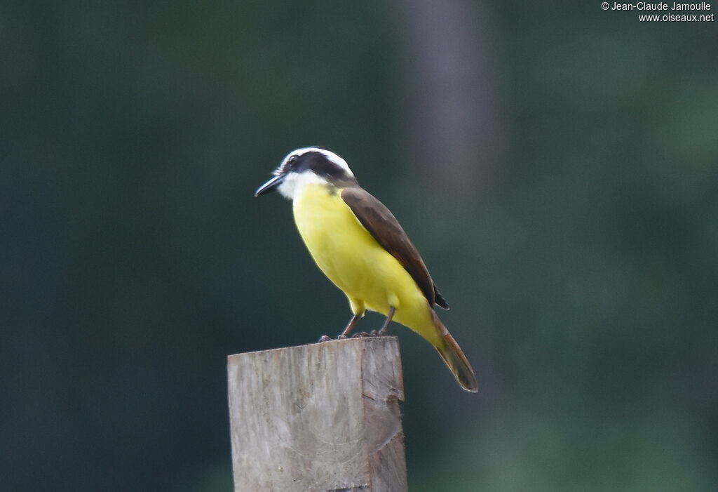 White-ringed Flycatcheradult