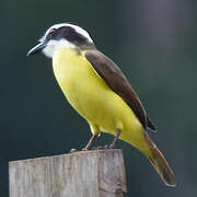 White-ringed Flycatcher