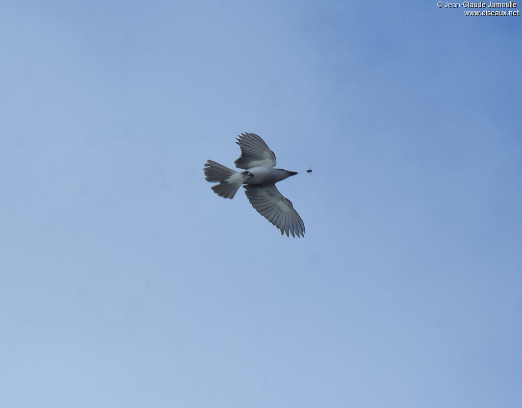 Grey Kingbird