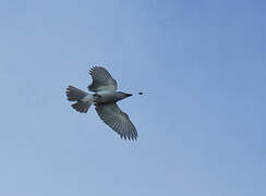 Grey Kingbird