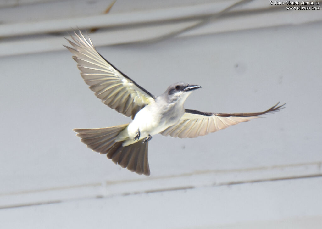 Grey Kingbirdadult, Flight