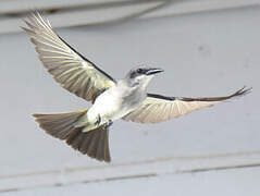 Grey Kingbird