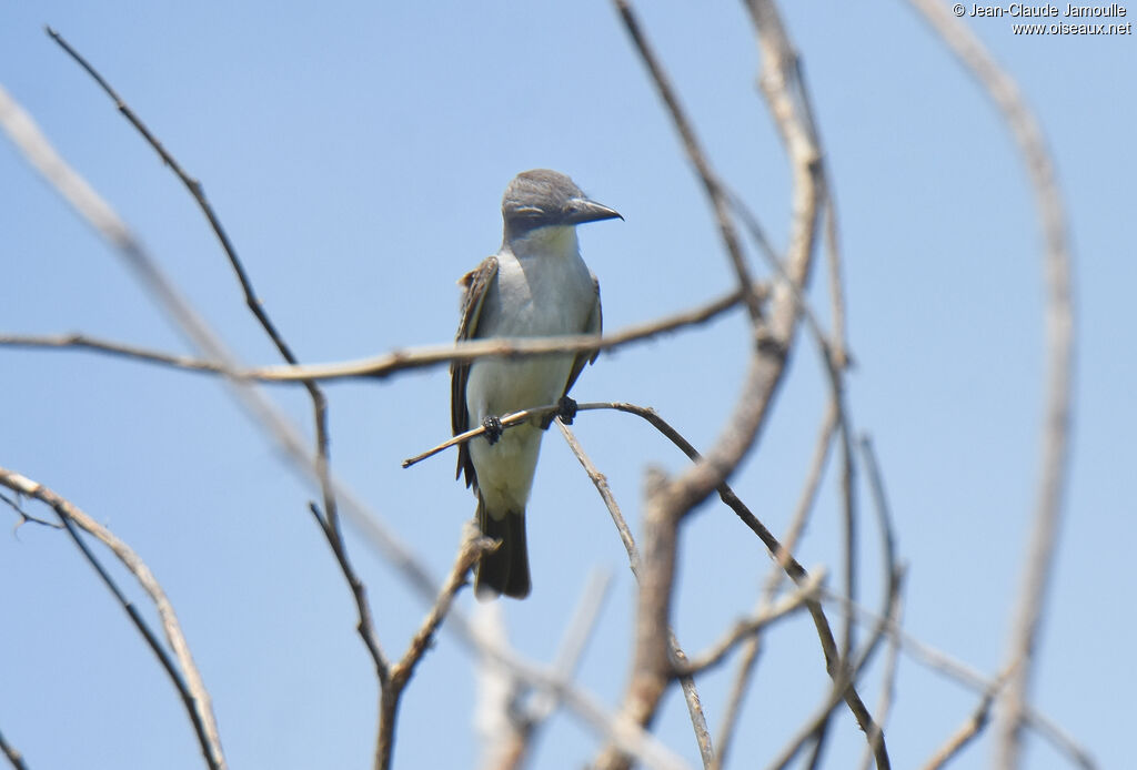 Grey Kingbird