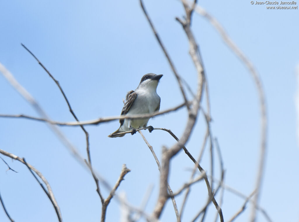 Grey Kingbird