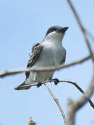 Grey Kingbird