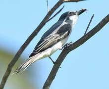 Grey Kingbird