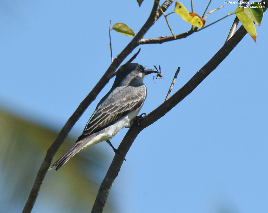 Grey Kingbirdadult, feeding habits, fishing/hunting, eats