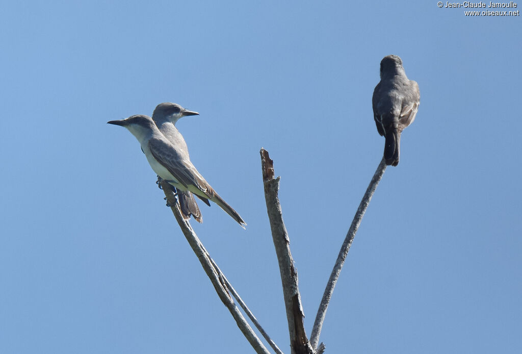 Grey Kingbird