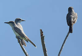 Grey Kingbird