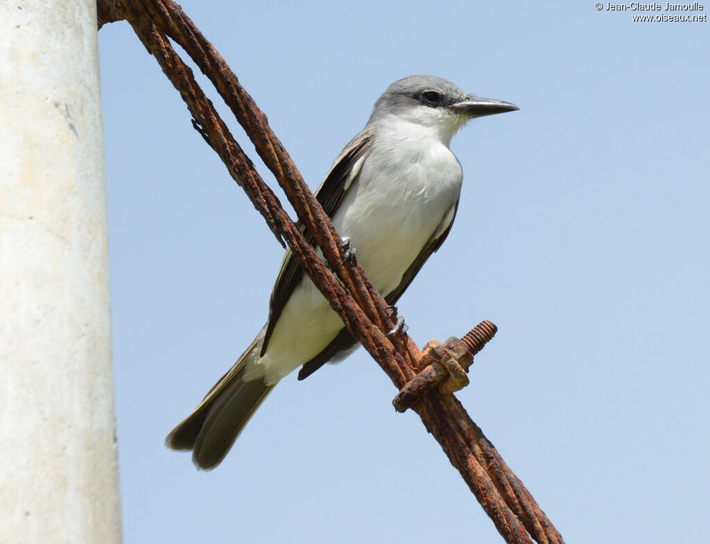 Grey Kingbirdadult, identification, aspect, Flight, fishing/hunting