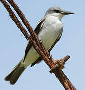 Grey Kingbird