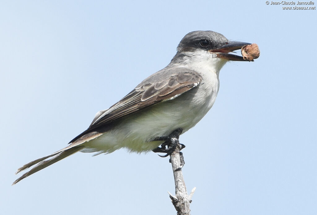 Grey Kingbird