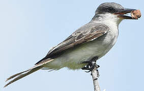 Grey Kingbird