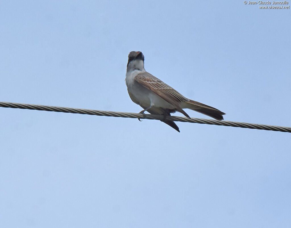 Grey Kingbird