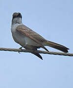 Grey Kingbird