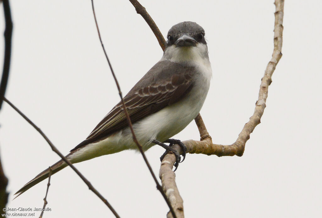 Grey Kingbird