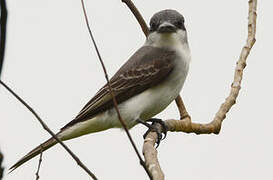 Grey Kingbird