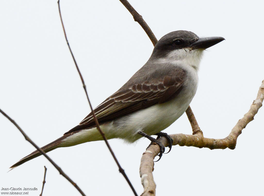 Grey Kingbirdadult, identification