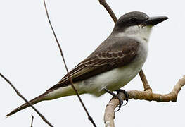 Grey Kingbird