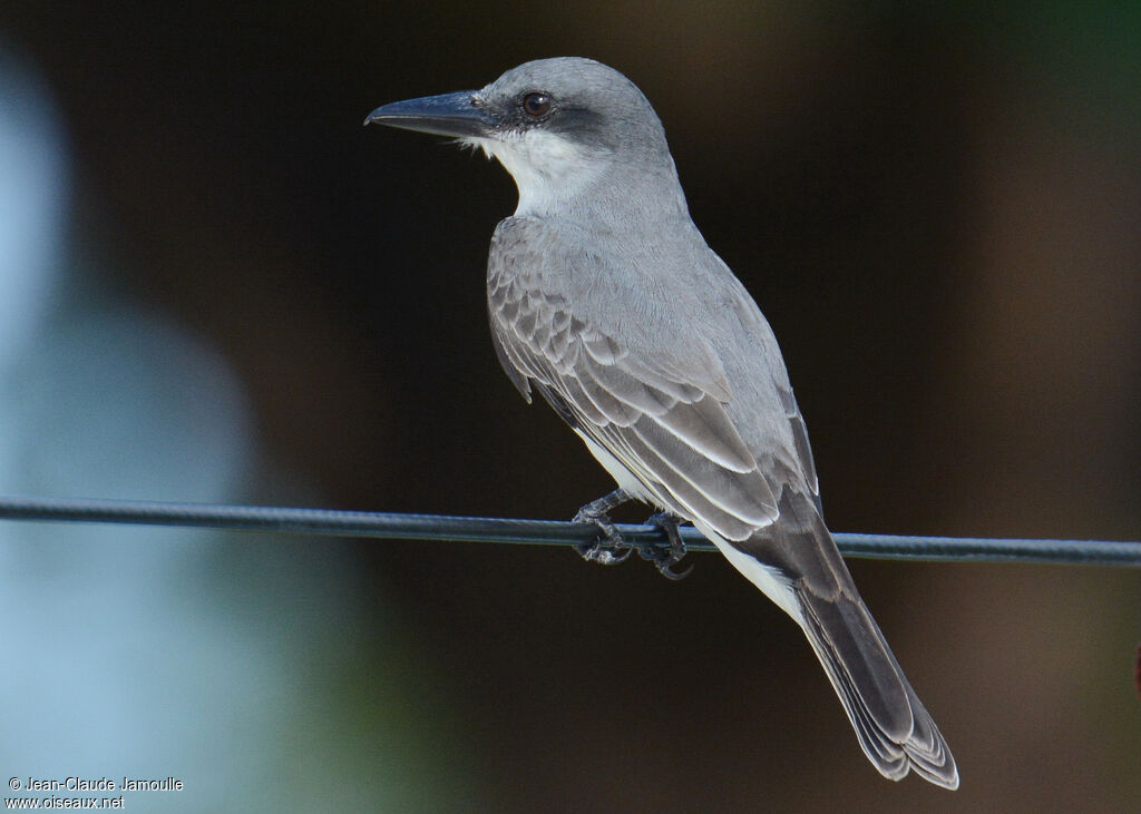 Grey Kingbird, Behaviour