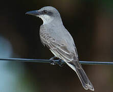 Grey Kingbird