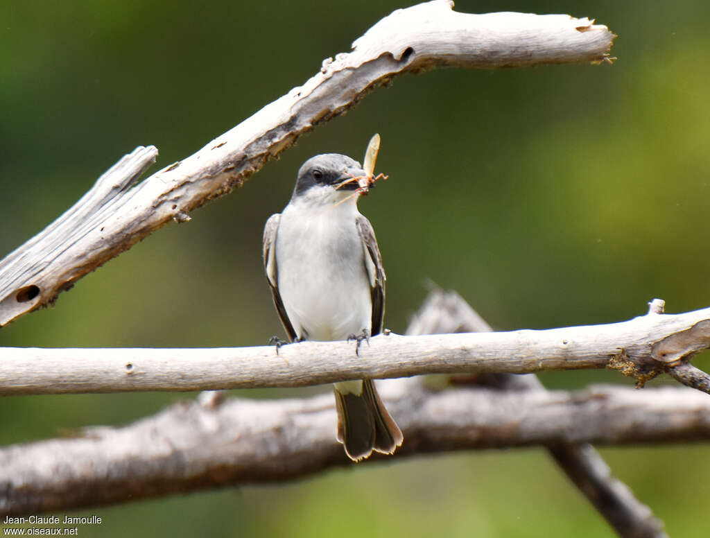 Grey Kingbird, feeding habits