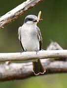 Grey Kingbird