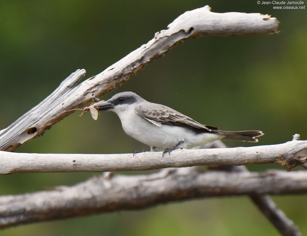 Grey Kingbird