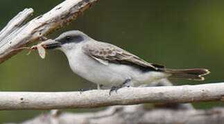 Grey Kingbird