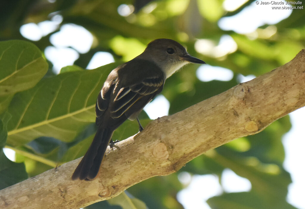 Stolid Flycatcher