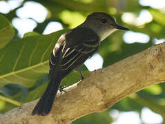 Stolid Flycatcher