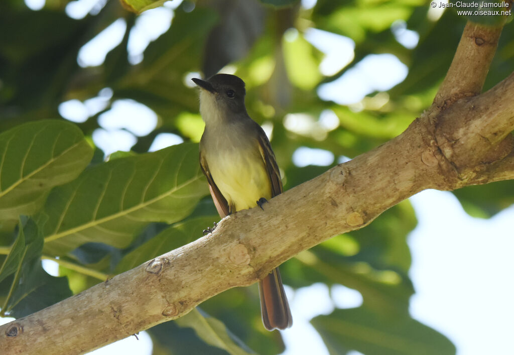 Stolid Flycatcher