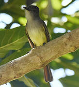 Stolid Flycatcher