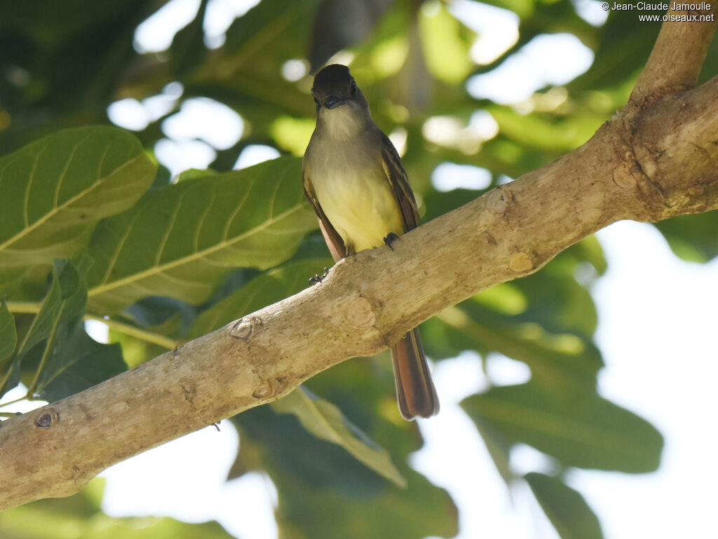 Stolid Flycatcher