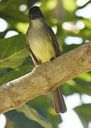 Stolid Flycatcher