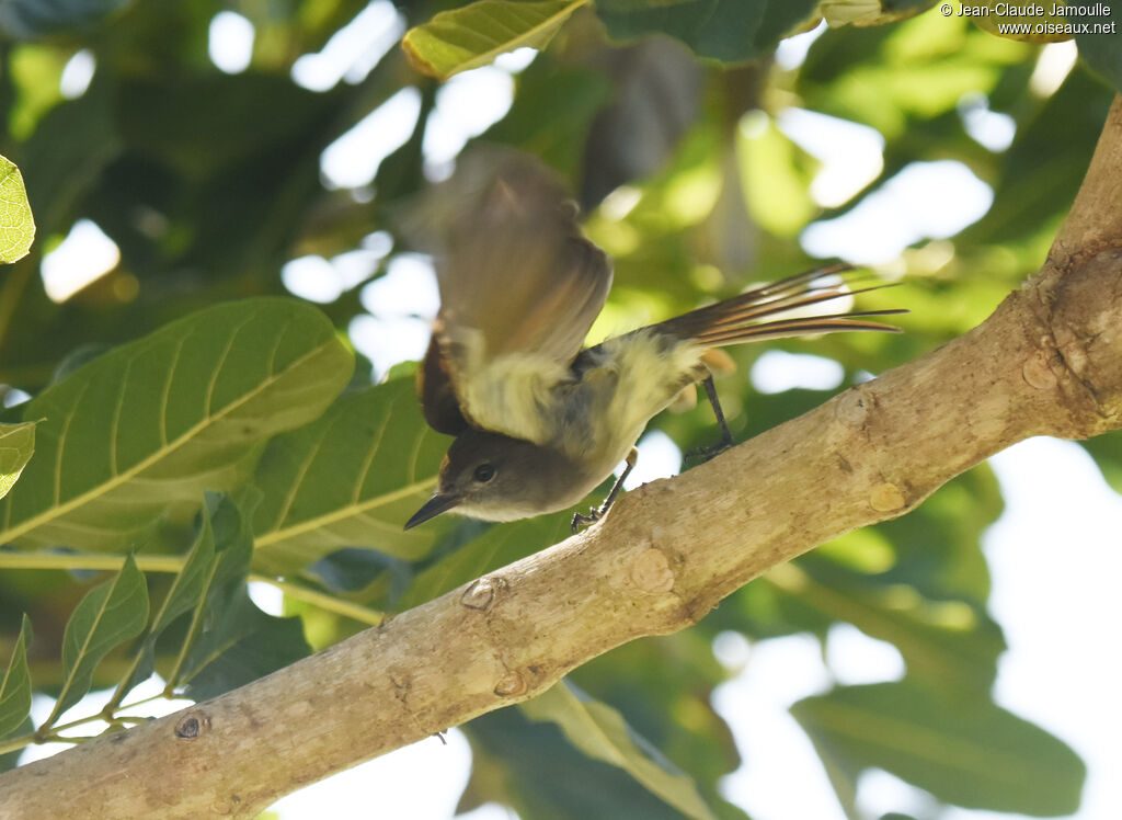 Stolid Flycatcher